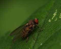 Protoclythia modesta