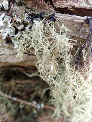 Usnea subeciliata