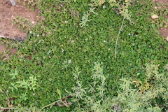 Falkia