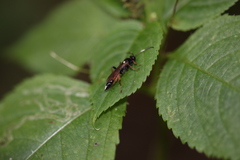 Vulgichneumon saturatorius