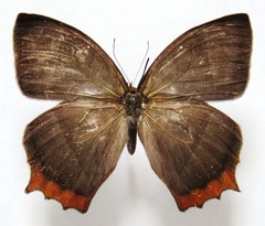 Taygetis rufomarginata