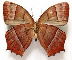 Taygetis rufomarginata