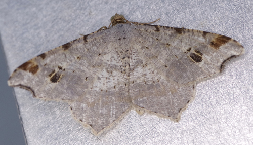 Macaria alternata