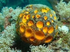 Cinachyra
