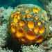 Golf Ball Sponge - Photo (c) Albert Kang, some rights reserved (CC BY-NC), uploaded by Albert Kang