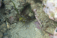 Rhynchocinetes serratus