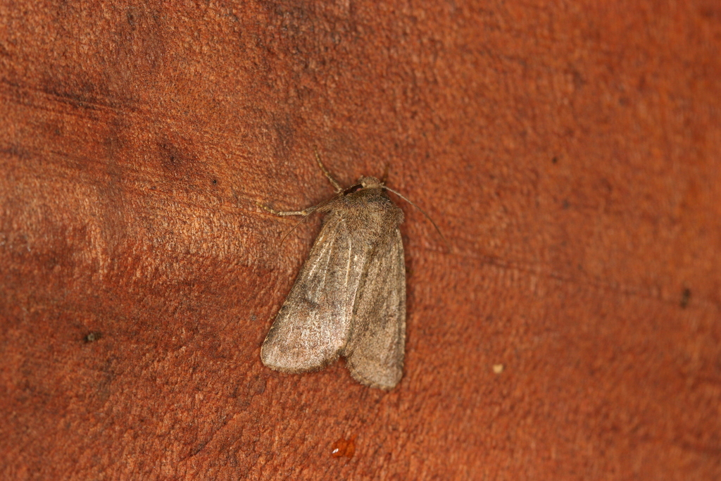 Eriopyga pyropis