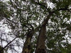 Maclura tricuspidata