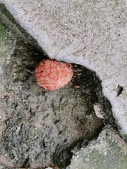 Maclura tricuspidata