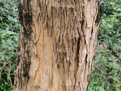 Maclura tricuspidata