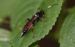 Vulgichneumon saturatorius