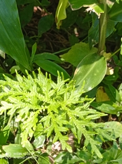 Selaginella delicatula