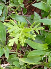 Selaginella delicatula