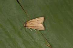 Leucania humidicola