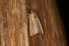 Leucania humidicola