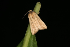 Leucania humidicola