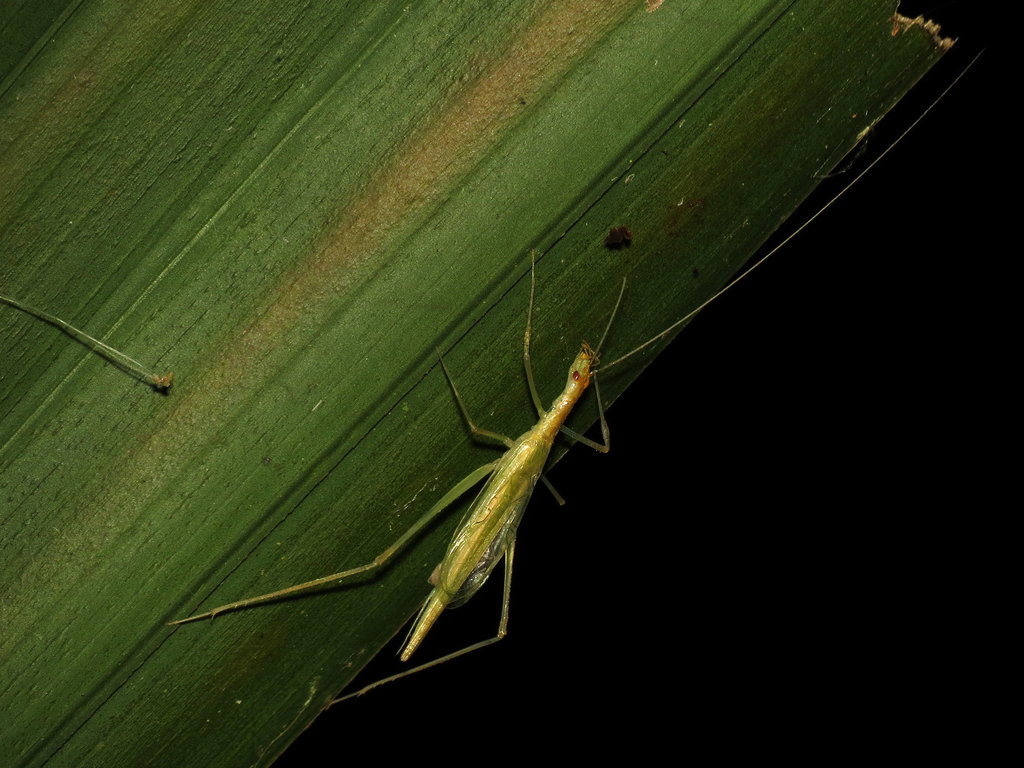 Oecanthus prolatus
