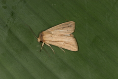 Leucania humidicola