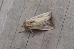Leucania humidicola