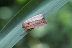 Leucania humidicola