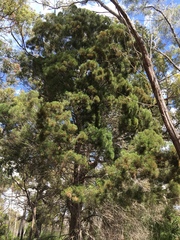 Callitris columellaris