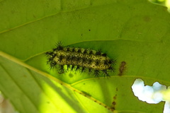 Hyphorma