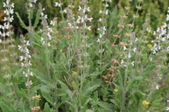 Salvia disermas