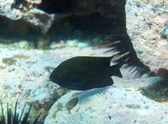 Plectroglyphidodon apicalis