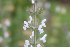 Salvia disermas