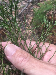 Callitris columellaris