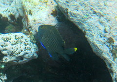 Plectroglyphidodon apicalis