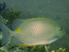 Siganus guttatus