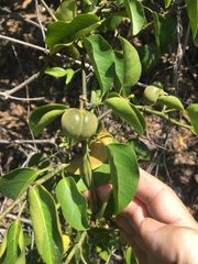 Leichhardtia rostrata