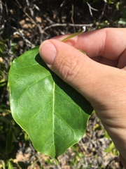 Leichhardtia rostrata