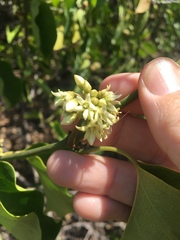 Leichhardtia rostrata