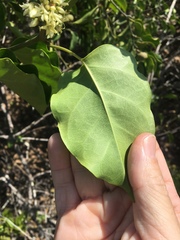 Leichhardtia rostrata