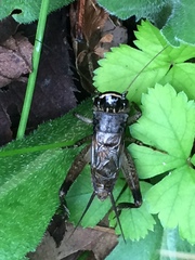 Loxoblemmus arietulus