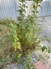 Broussonetia papyrifera