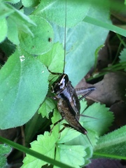 Loxoblemmus arietulus