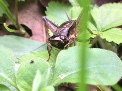 Loxoblemmus arietulus