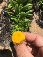 Coronidium oxylepis carnosum