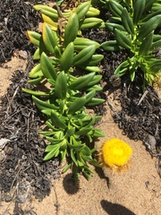 Coronidium oxylepis carnosum