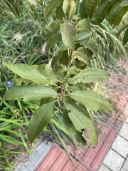 Amygdalus