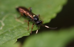 Vulgichneumon saturatorius