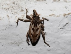 Coniocleonus pseudobliquus