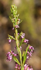 Erica rosacea