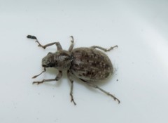 Cycloderes canescens