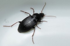 Calathus fuscipes graecus