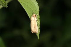 Leucania inconspicua
