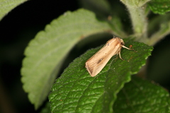 Leucania inconspicua